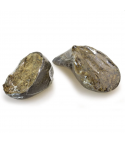 Pezuña de búfalo rellena de hígado de búfalo - Arquivet